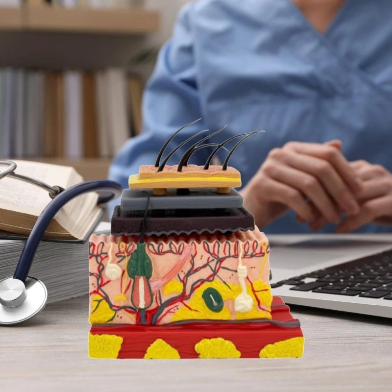 Menschliches anatomisches Hautmodell Haarschichtstruktur Anatomie Modell Unterricht Tool 601D