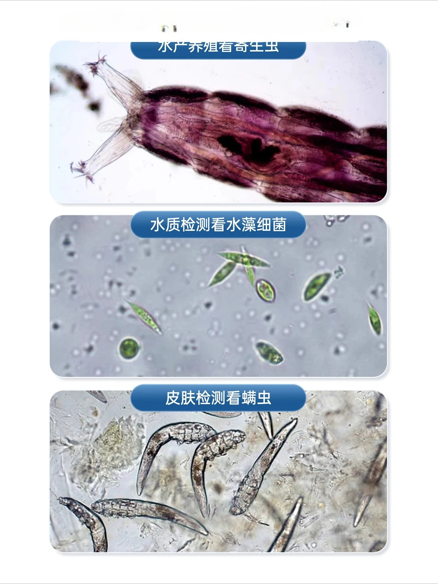 Micro-distance microscopy laboratory dedicated research high power high definition electron biology professional grade optics