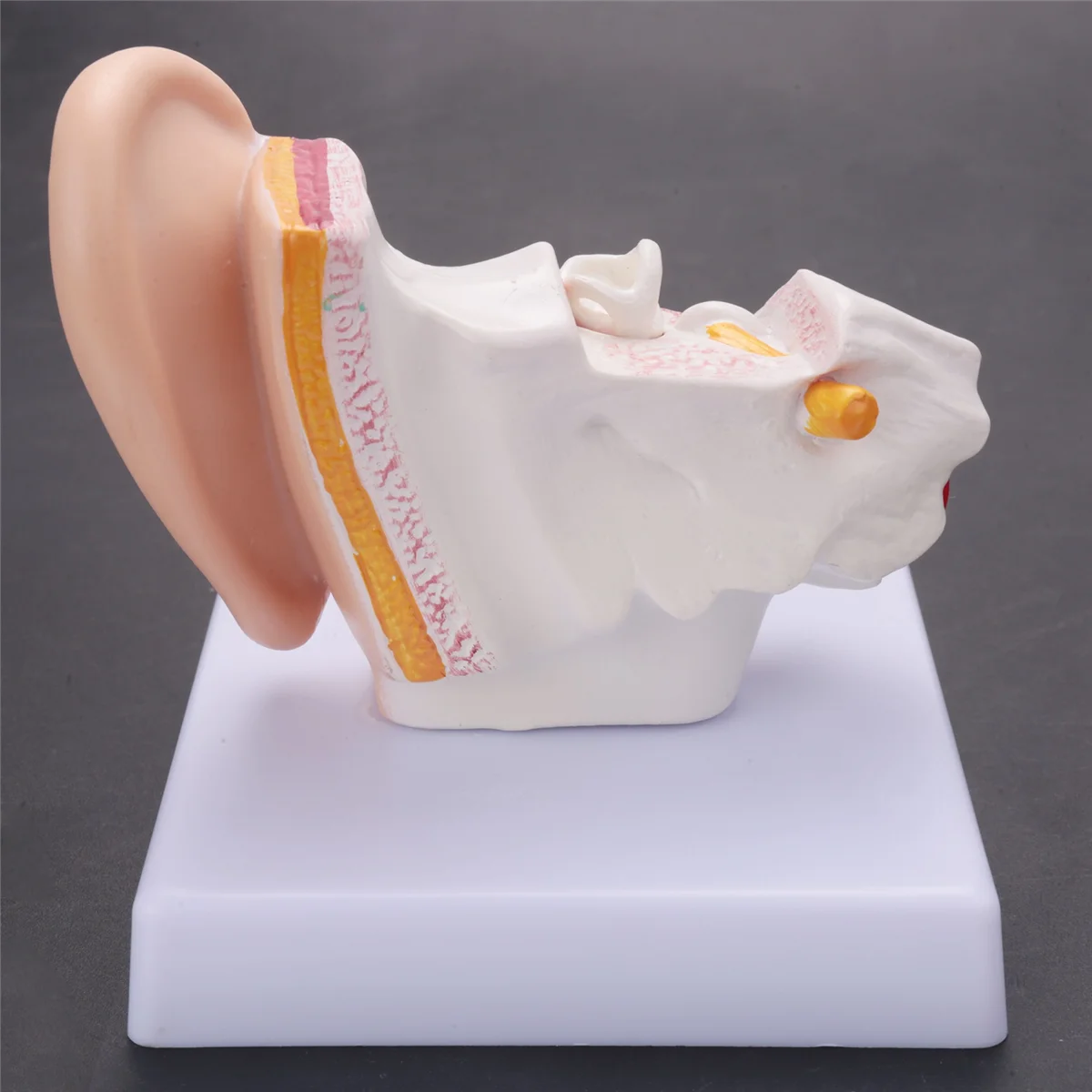 1.5 Times Human Ear Anatomy Model Showing Organs Structure Of the Central and External Ears Teaching Supplies