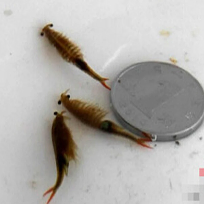 1 PCS 15mm Sea Monkey Seed Egg Monkeys Seeds Eggs NOT Triops Fairy Brine Shrimp Growing Artemia Salina Crayfish Prawns Toys Toy