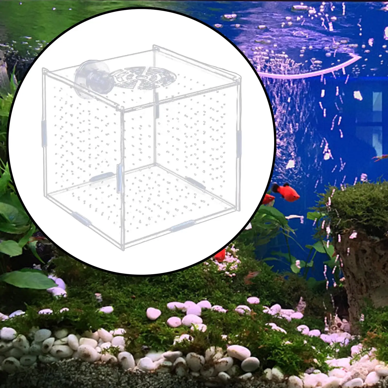 Aquarium Isolation Box Multifunction Aquarium Supply Fish Breeding Holder for Newborn Fry Guppy Aggressive fish babies prawn