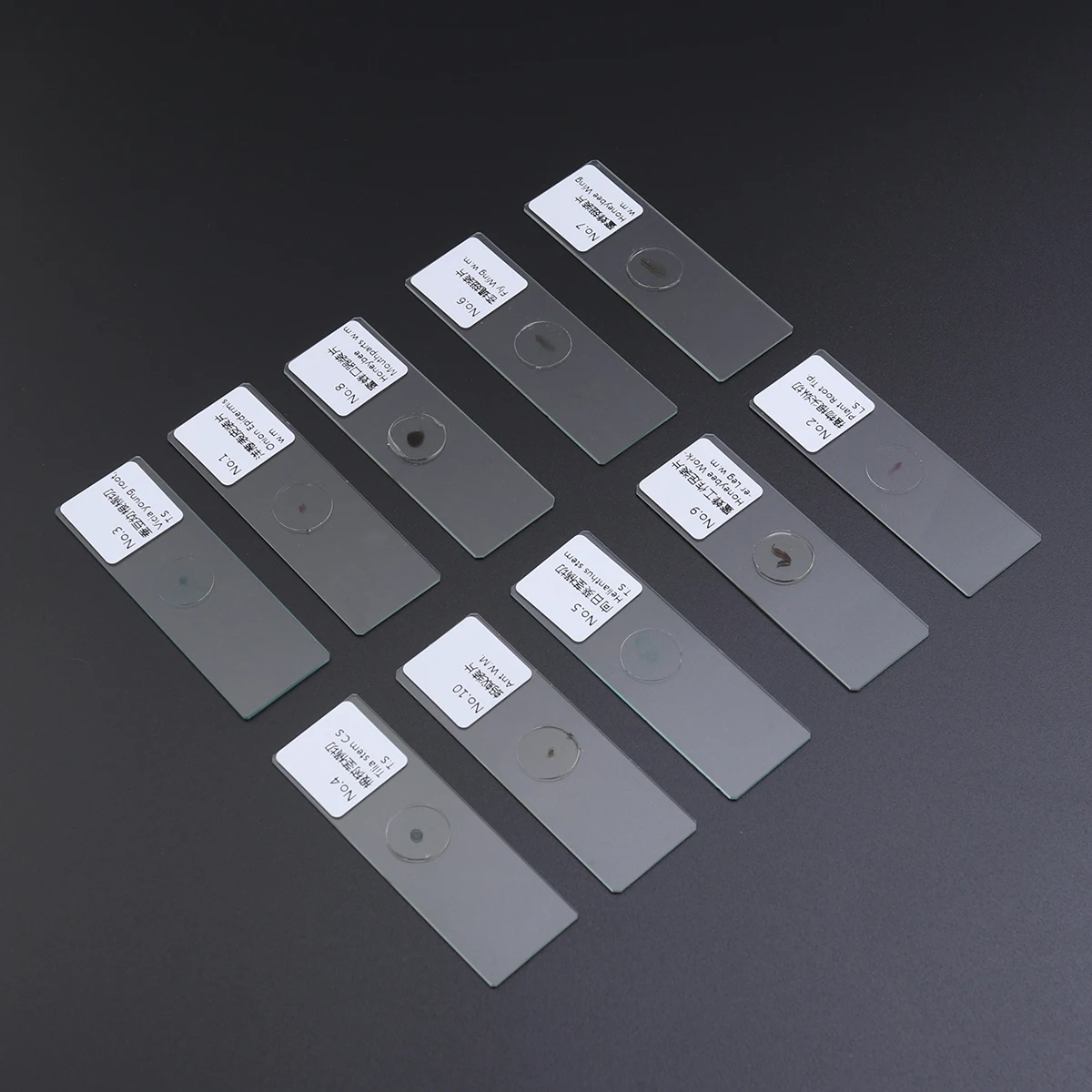

10 pcs Biological Specimen Slides Glass Microscope Samples Insect Plant Animal Study Educational Safe Science Interest Kids