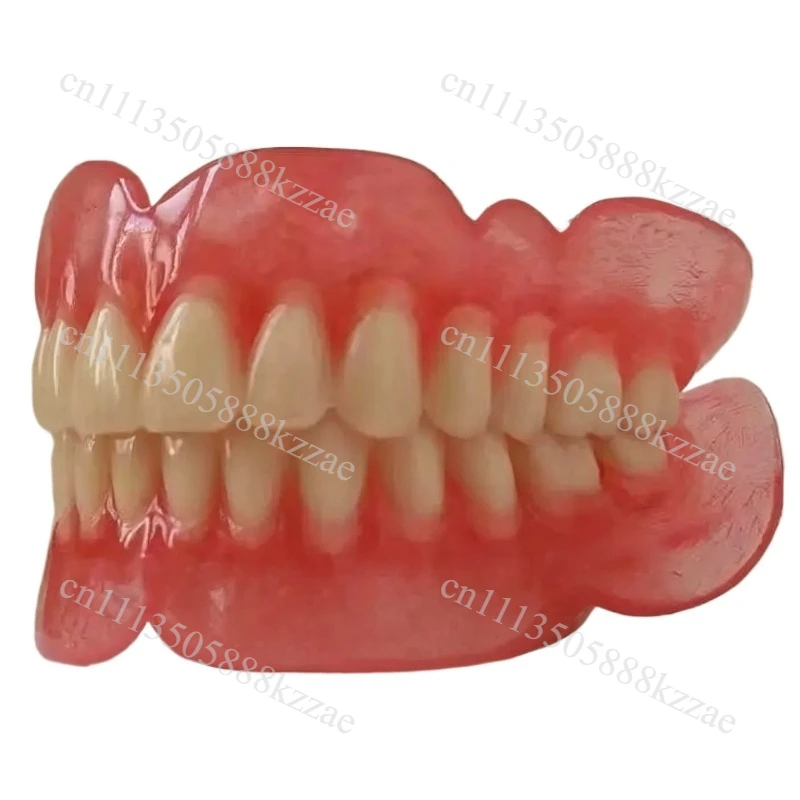 Models of the elderly full and half teeth. Batch sample models of full dentures are available