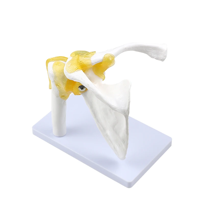 Human Shoulder Joint Clavicle Anatomy Model Human Body Structure Teaching Study Instruments