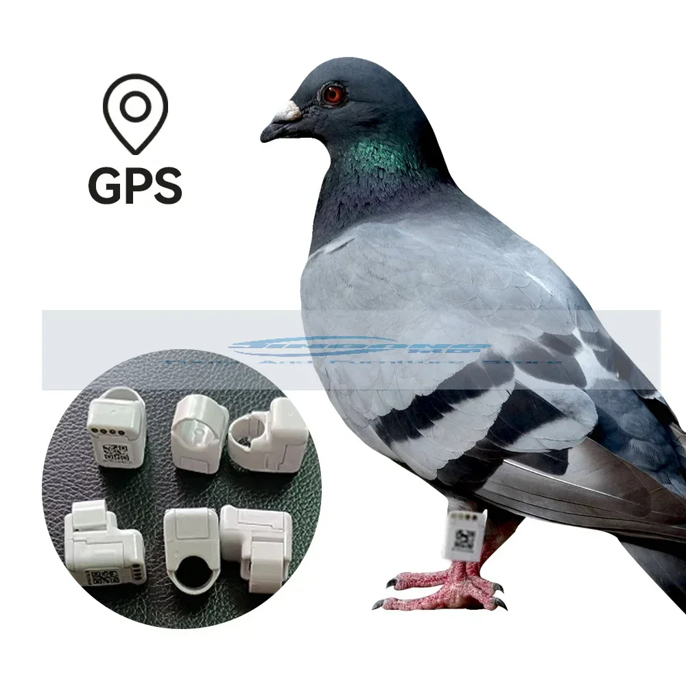 Anneaux Avec Gps Pour Real-time Positioning Pigeon Racing Training Tracker Gps Pigeon Tracking Chip Ring Small Bird Gps Tracker