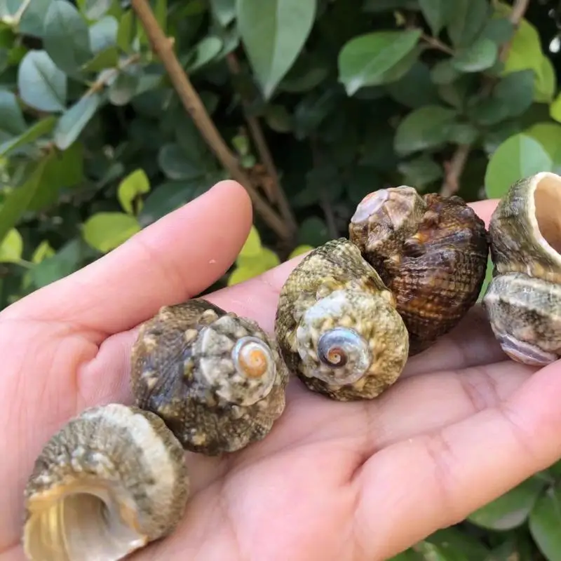 LEN الحلزون ell سبعة نجوم الحلزون حوض السمك الديكور كراب الموئل قطع غيار ell استبدال ell لخزان Fi #5