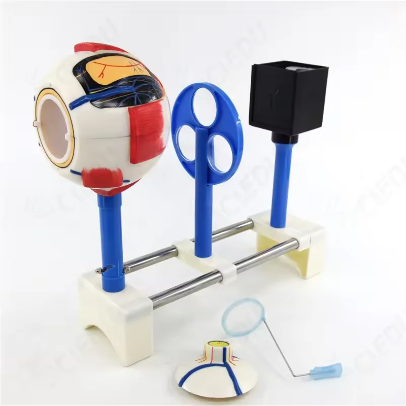 Eye Model Biology Human Medical Model Giant Eye Human Anatomical Function Model