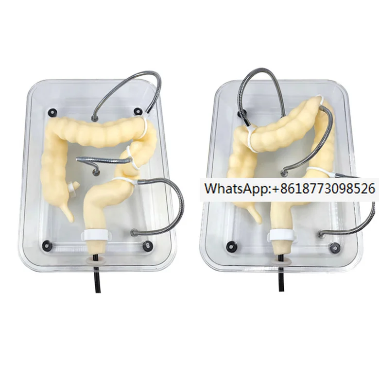 

Surgery/Medical Colon Model Colonoscopy Training Model Soft Virtual Colonoscopy Training Model