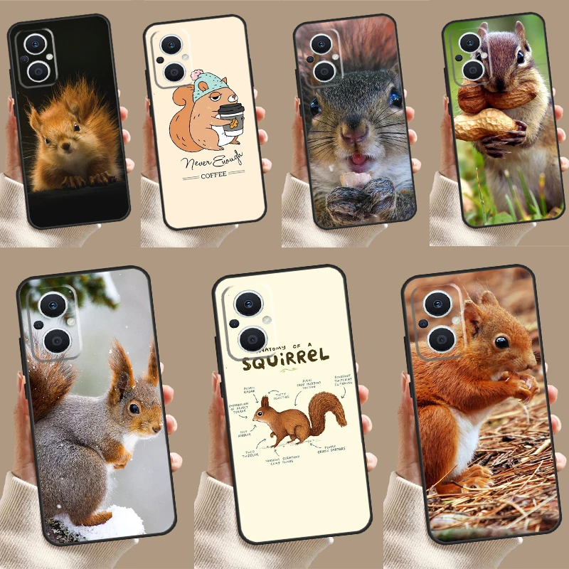 Squirrel Cute Anima… - image