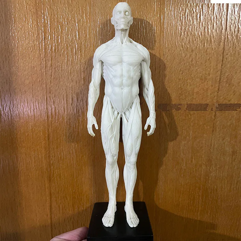 30cm Resin White Human Model Full Muscle Male Skeleton Anatomy Structure Art CG Painting