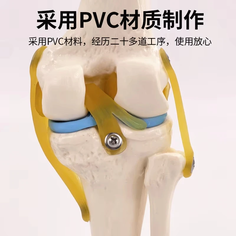 Human Knee Joint Function Human Skeleton Joint Model Knee Joint Knee Cap Patella Model