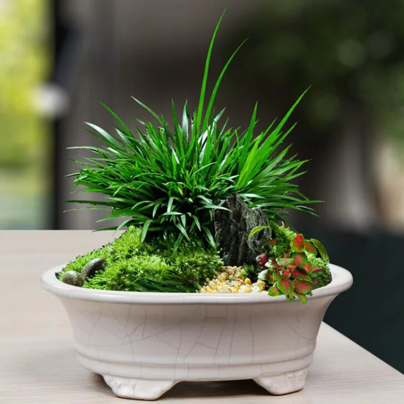 Simplicity White Porcelain Asparagus Fern Plant Pot Fleshy Flowerpot Bonsai Vase Handmade Crafts Gardening Art Home Decor
