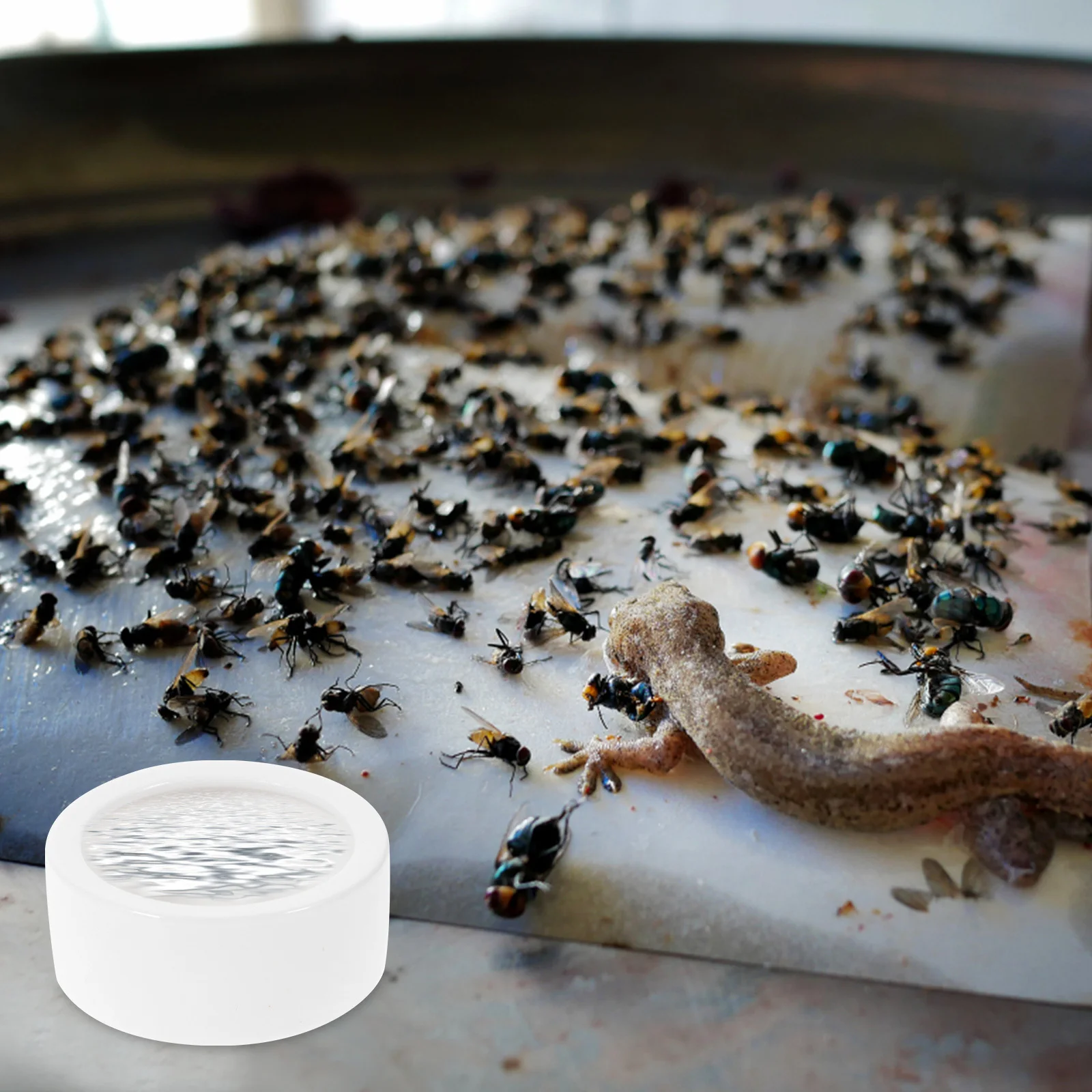 

3Pcs Ceramic Thickened Reptile Food Water Bowl Anti-Escape Small Round Lizard Feeder Reptile Feeding Dish Lizard Feeding Dish