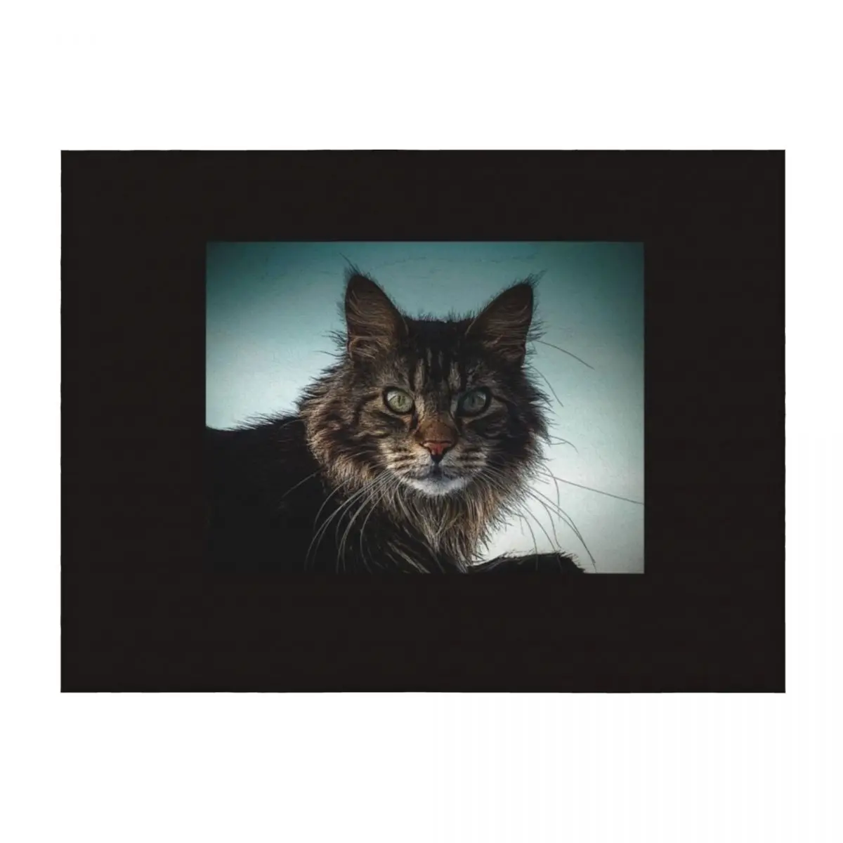 

maine coon cat Throw Blanket Blankets For Sofas Hairy Bed Sleeping Bag Blankets