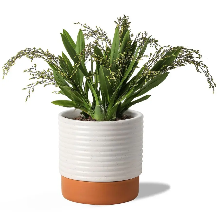 

Самополивающийся керамический горшок для растений 8 дюймов с дренажным отверстием и резервуаром для воды, также подходит как цветочный горшок для комнатных и уличных растений.