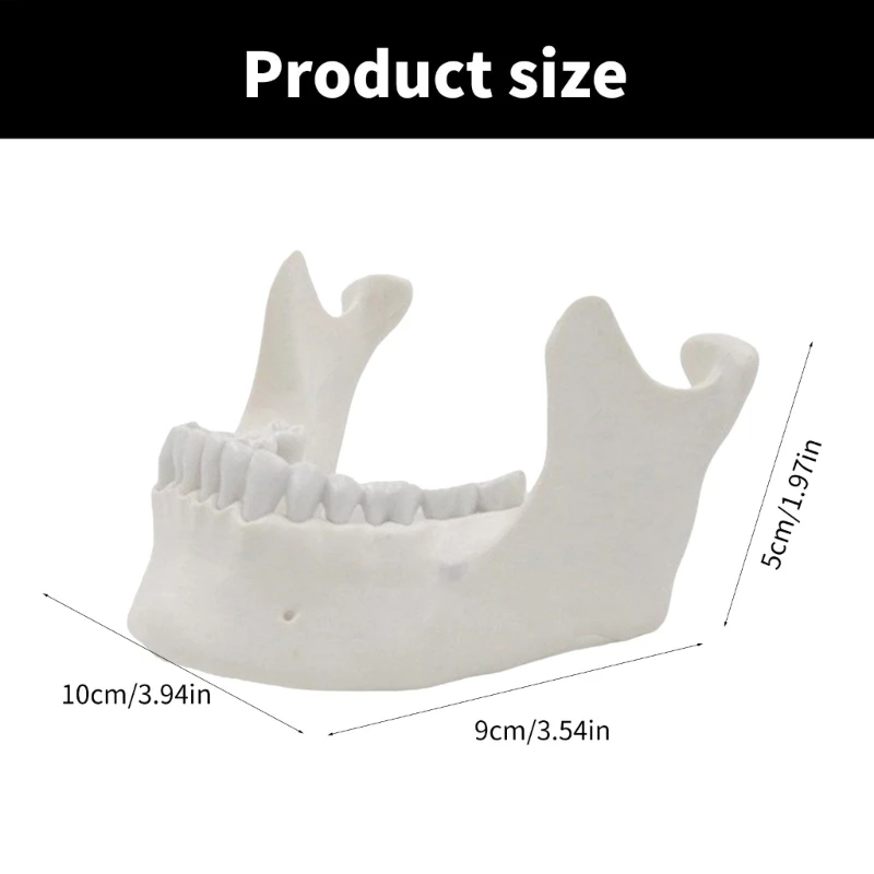Model żuchwy 1:1 do zademonstrowania modelu kości żuchwy dla dorosłych 16 zębów Model medyczny Model nauczania dostaw