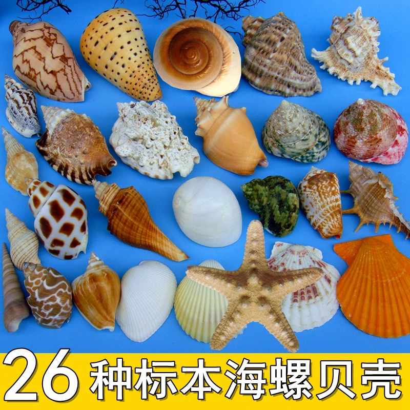 High-end Natural Conch Starfish and Shell Set Fish Tank Landscaping Window and Floor Decorations