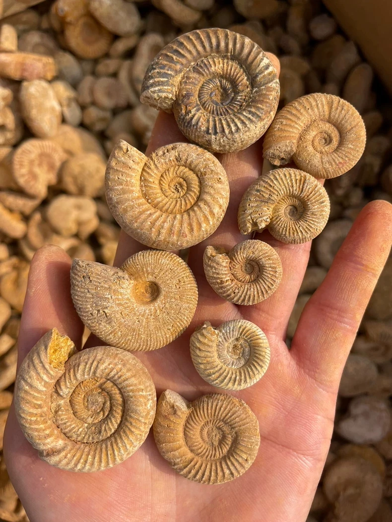 168g Ammonite  Shell Specimen Healing Madagascar