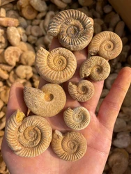 168g Ammonite Shell Specimen Healing Madagascar