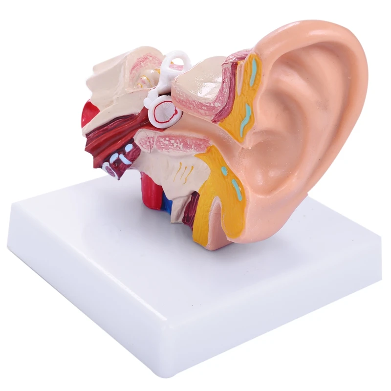 GTBL 1.5 Times Human Ear Anatomy Model Showing Organs Structure Of the Central and External Ears Medical Teaching Supplies