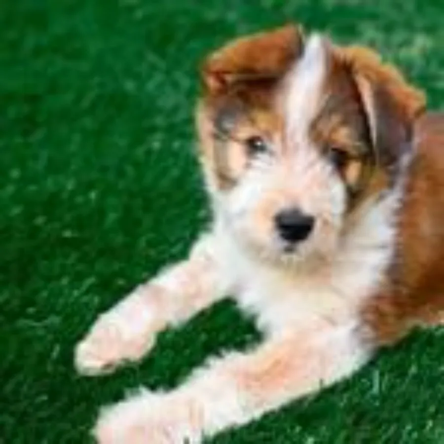 

PreGra 48 oz Artificial Pet Turf