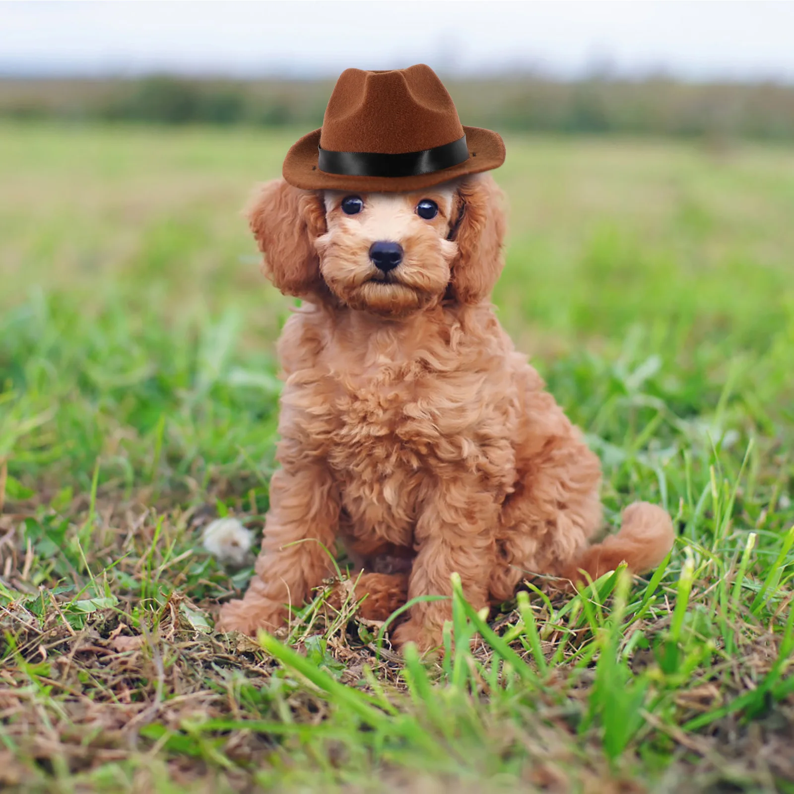 

Dog Cowboy Hat Adjustable High-Grade Cotton Pet Hat For Dogs Cats Decorative Wear-Resistant Comfortable Accessory For