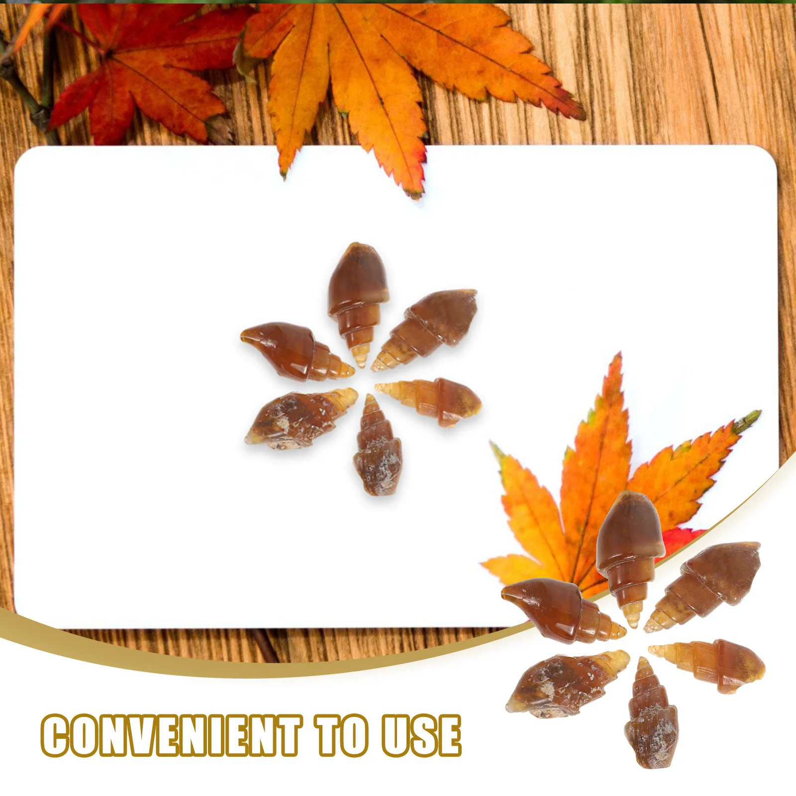 6 ชิ้น Agate หินหอยทากการสอนทางธรณีวิทยาตัวอย่างอุปกรณ์ Rock Minerals ชุดสําหรับบรรพชีวินวิทยารุ่น Conch ตัวอย่าง