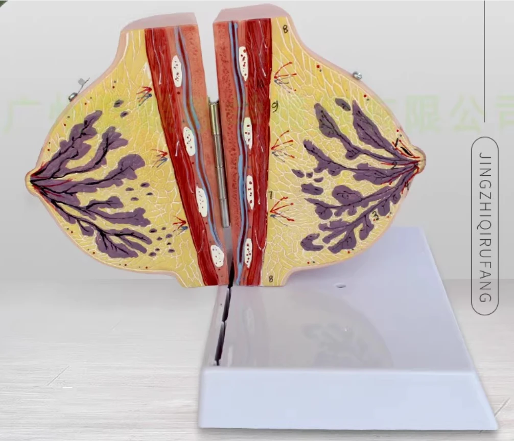 

Female breast anatomy model of lactation, breast anatomy model of teacher training model