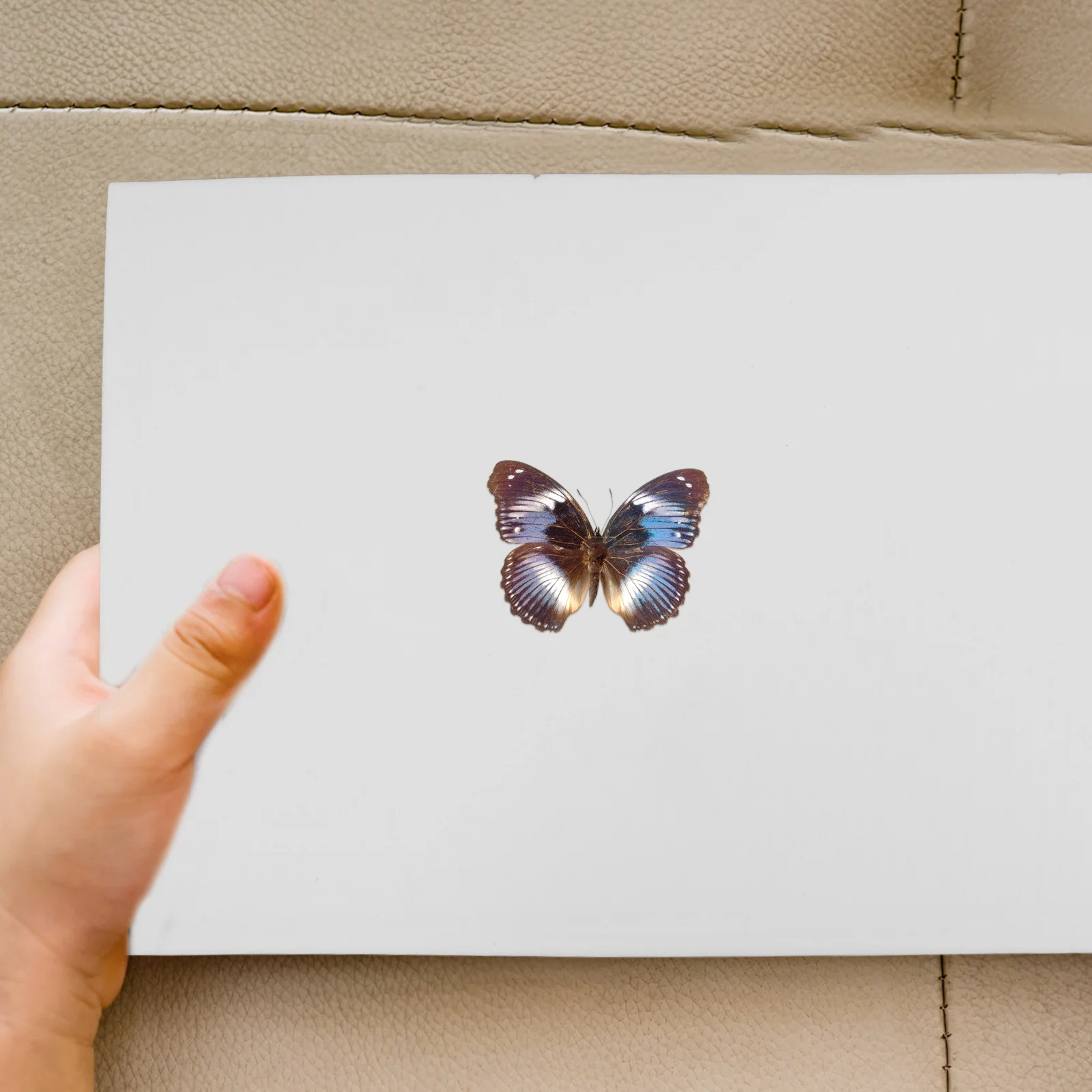 

Butterfly Wings Display Board Insect Specimen Mounting Pad For Entomology Collection Science Project Spreading Tool Insect