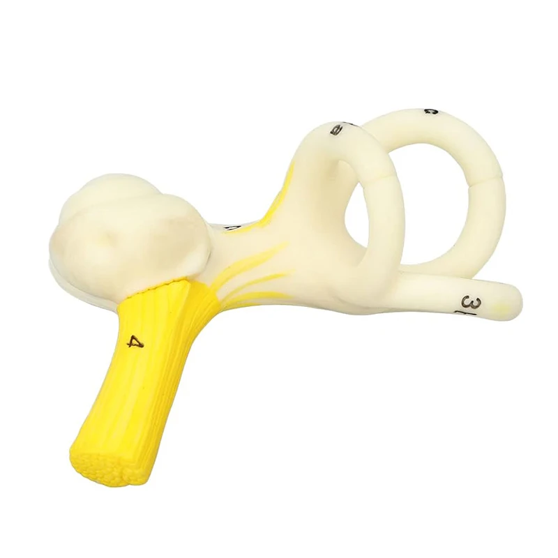 Labyrinthine Inner Ear Model Semicircular Canal Cochlea Anatomical Model Medical Otology Cochlear  Anatomy