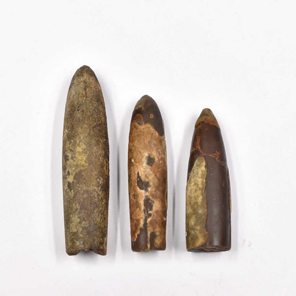 

10pcs Fossilized Belemnite Specimen Science Educational Tool Desktop Ornament Teaching Supplies Natural History