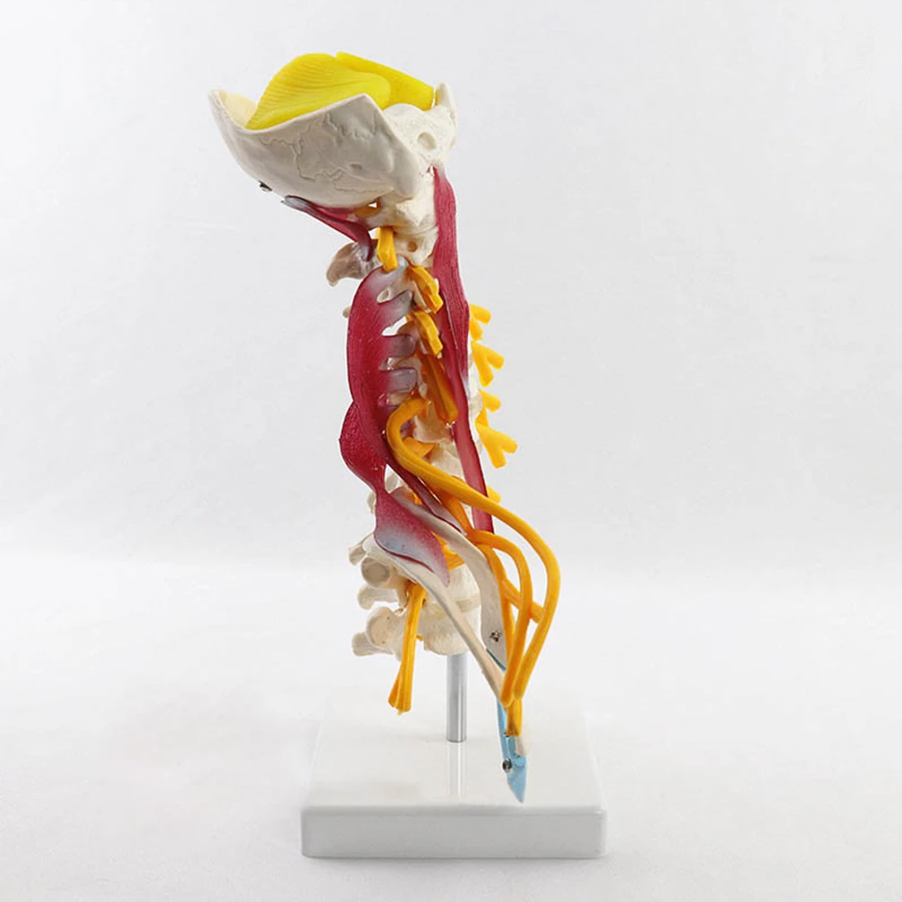 1:1 Human Cervical Spine Anatomy Model With Muscle Nerve Brainstem Occipital Bone Medical Science Teaching Resources Detachable