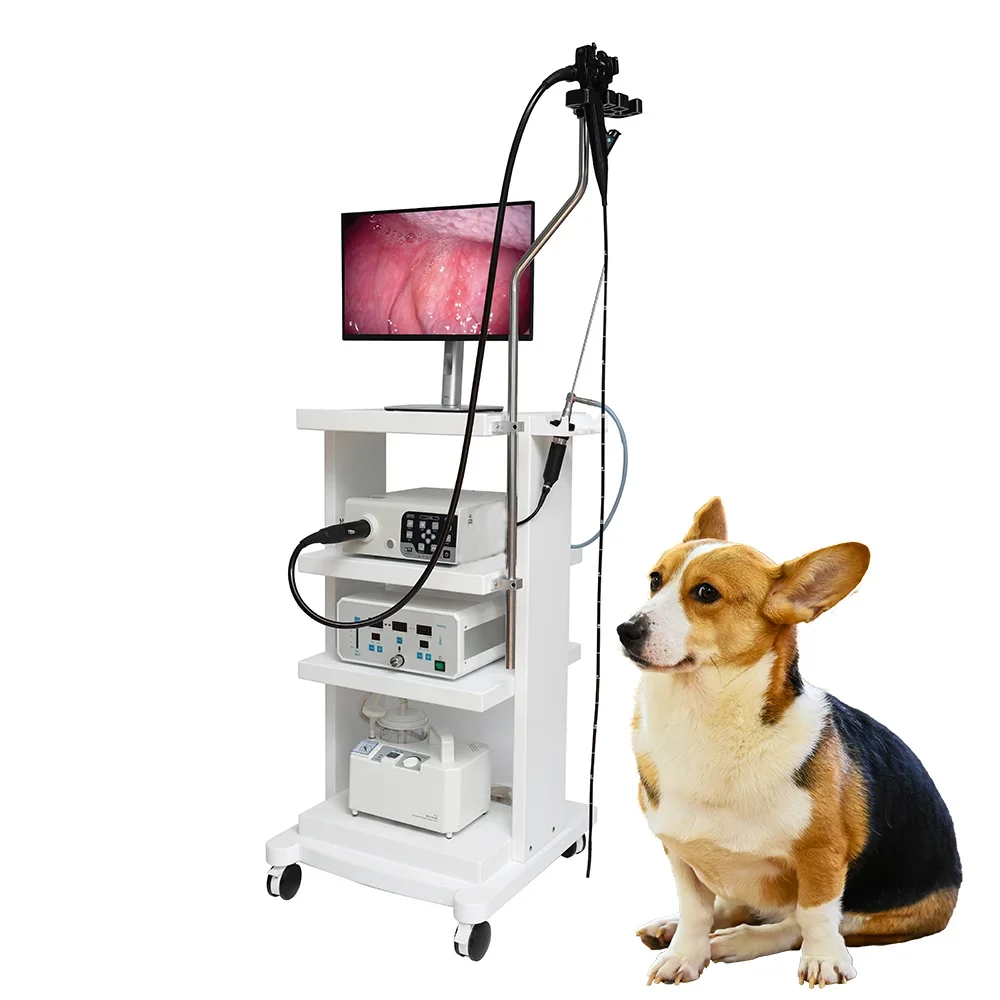 

Better price Ent System Use Portable Flexible Veterinary Gastroscope Vet Endoscopy For Animal Hospital