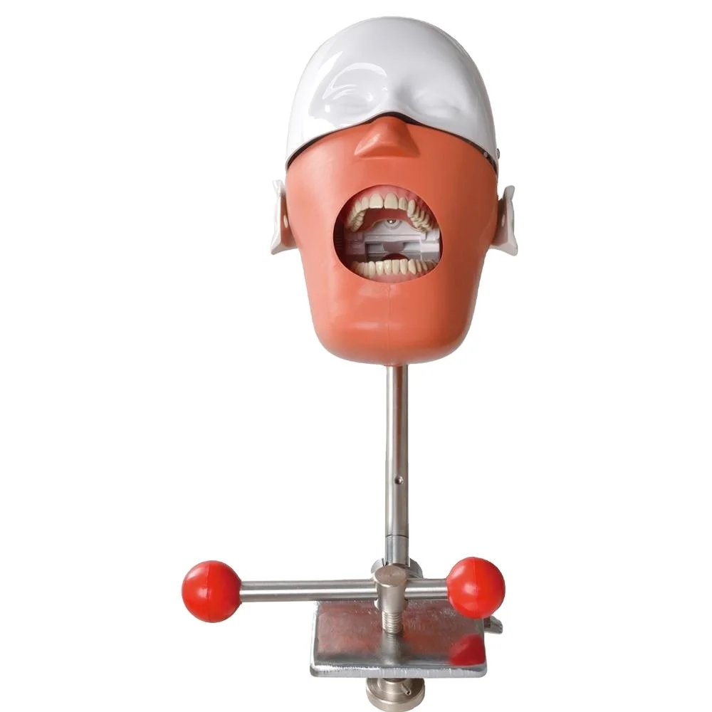 Dental Equipments Desk Type Dental Manikin