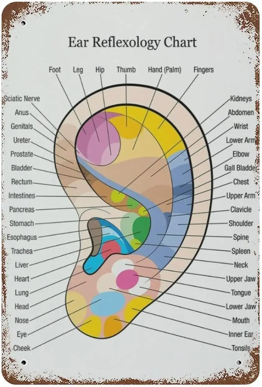 Vintage Metal Tin Sign Ear Reflexology Colour Coded Anatomy Organ Massage Chart Funny Novelty Kitchen Bar Club Garage Garde