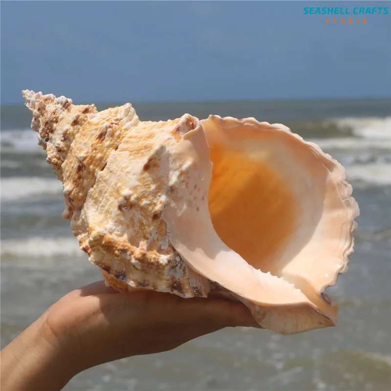 1PC Natural Giant Frog Shell Tutufa bubo Conch For Home Decoration Wedding Party Decor Gifts Beach Shell Specimen Fish Tank