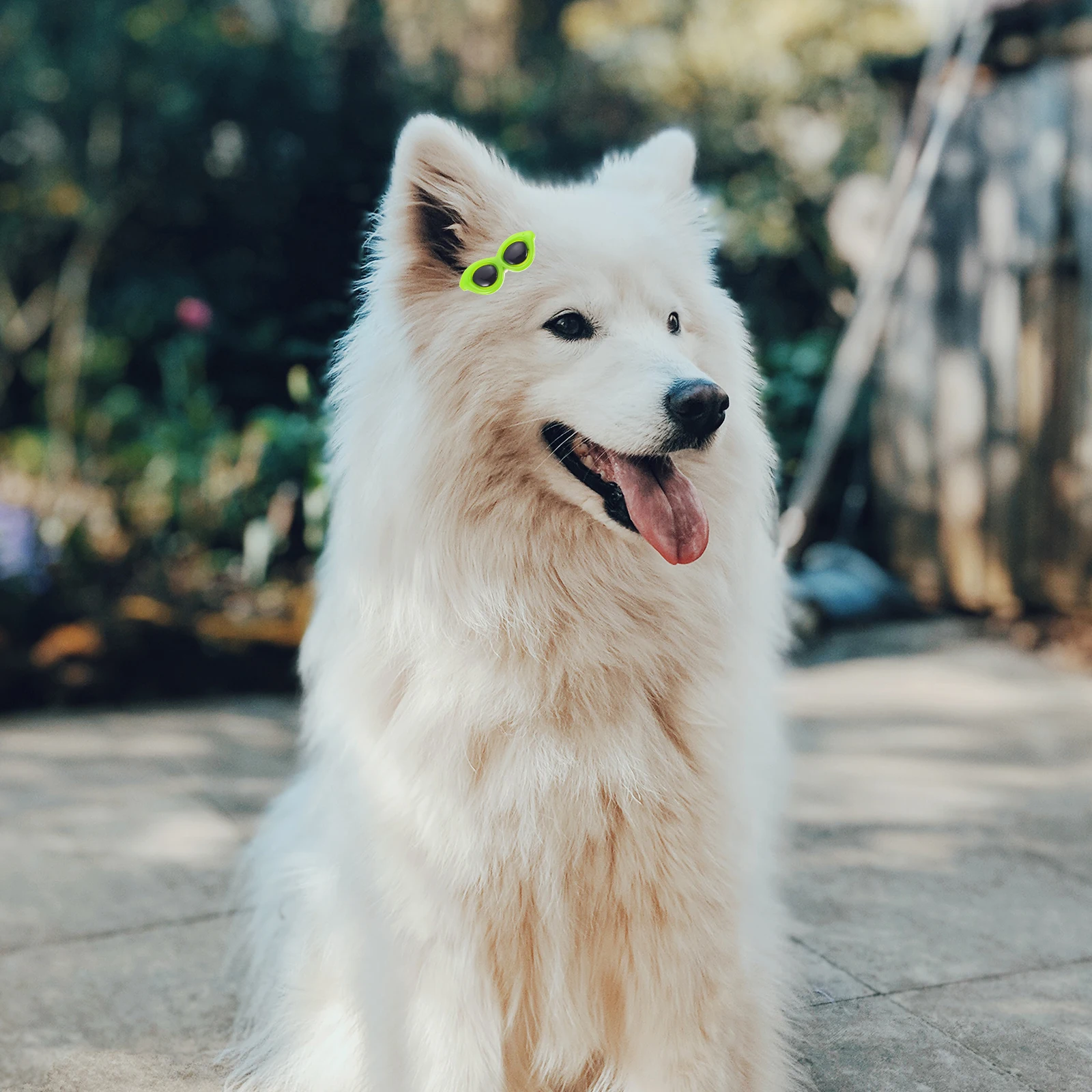 

10 Pcs Pet Sunglasses Hair Clip Dog Hairpins Dogs Clips Modeling Accessories for Puppies Accessory Plastic Parties