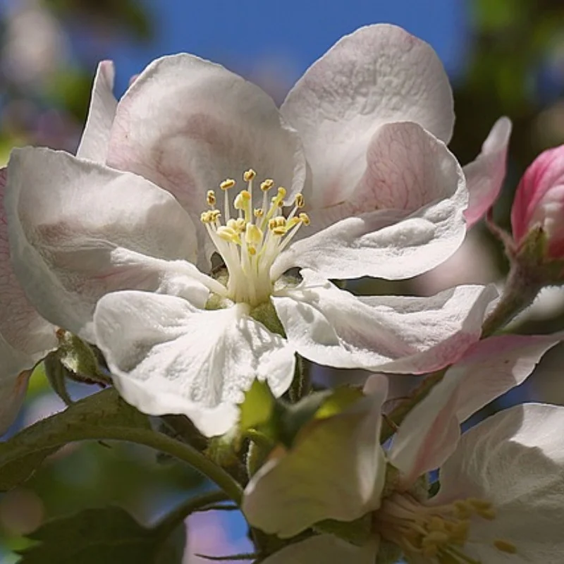 

Для 1/10 4-TEC DRIFT MUSTANG Держатель аккумулятора Прочный кронштейн для аккумулятора Простая установка и надежность Поддержка длительного использования
