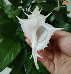 Murex Alabaster Seashell Rare White Pterynotus Alatus Shell Ocean Conch Collectors Wedding Decor Beach Theme Party, DIY Crafts