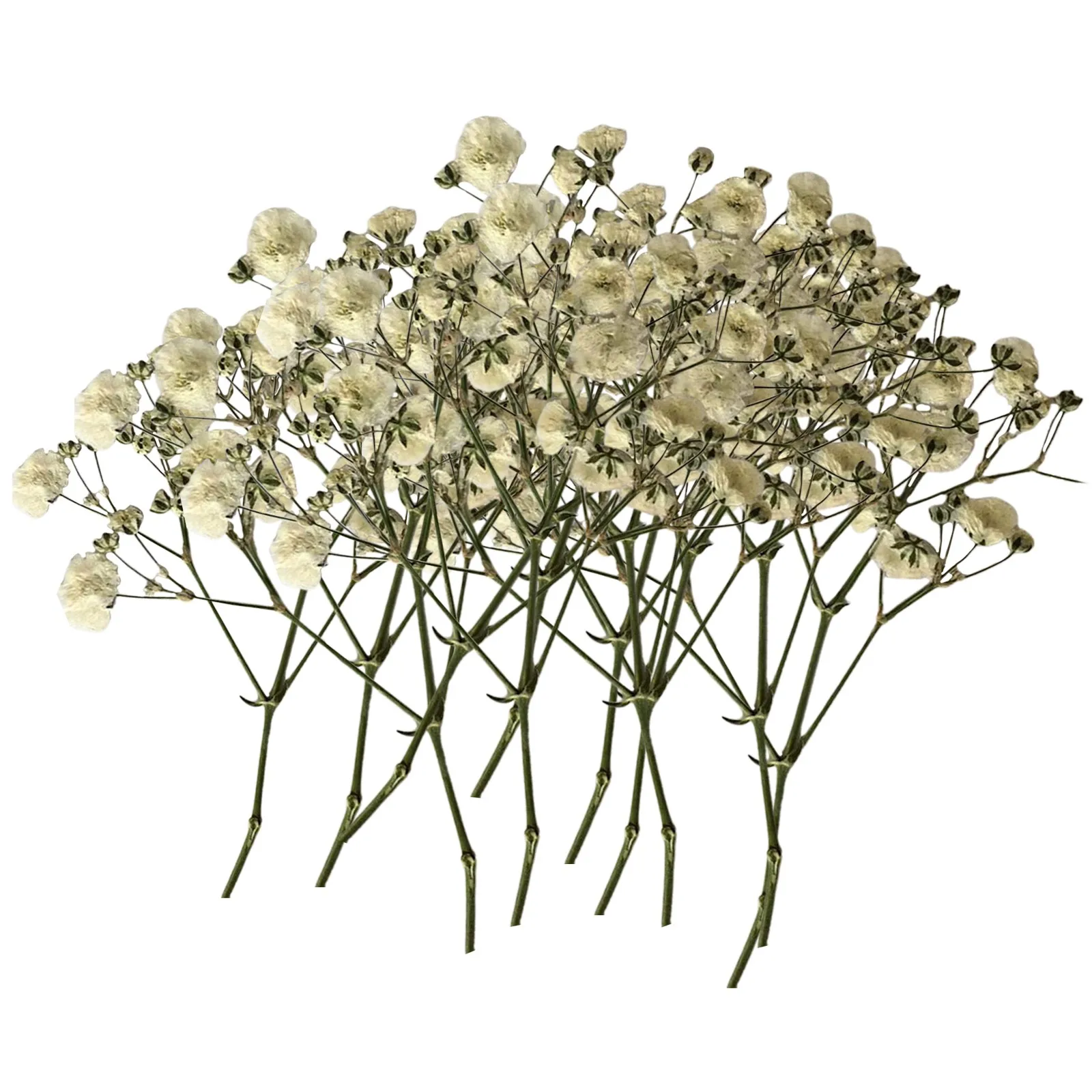 100PCS Bulk Dried Gypsophila Flowers For Pressing Craft DIY Materials For Bookmarks Magnolias Flowers