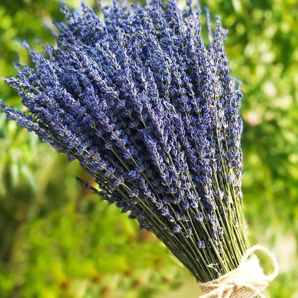 

Dried Lavender Bundles,Natural Dried Flowers for Home, Weeding Decor, Flower Arrangements, Home Fragrance, DIY Crafts,Gift