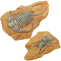 2 Pcs Gecko Simulated Resin Fossil Terrarium Leopard Tank Accessories Crawling Toy Reptile Decors for Small Pet Snake Landscape