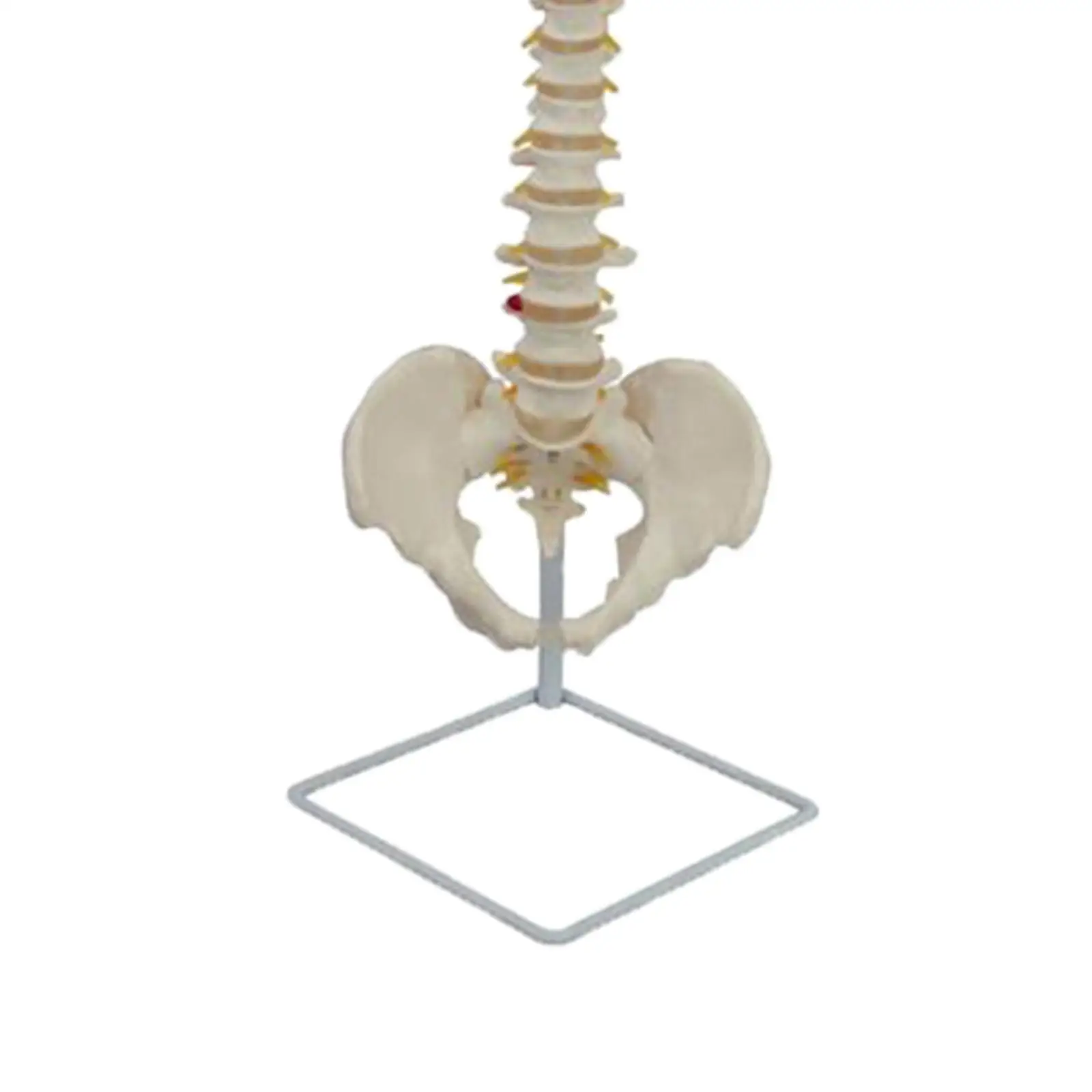 PVC Flexible Human Spinal Column for Classroom Demonstration
