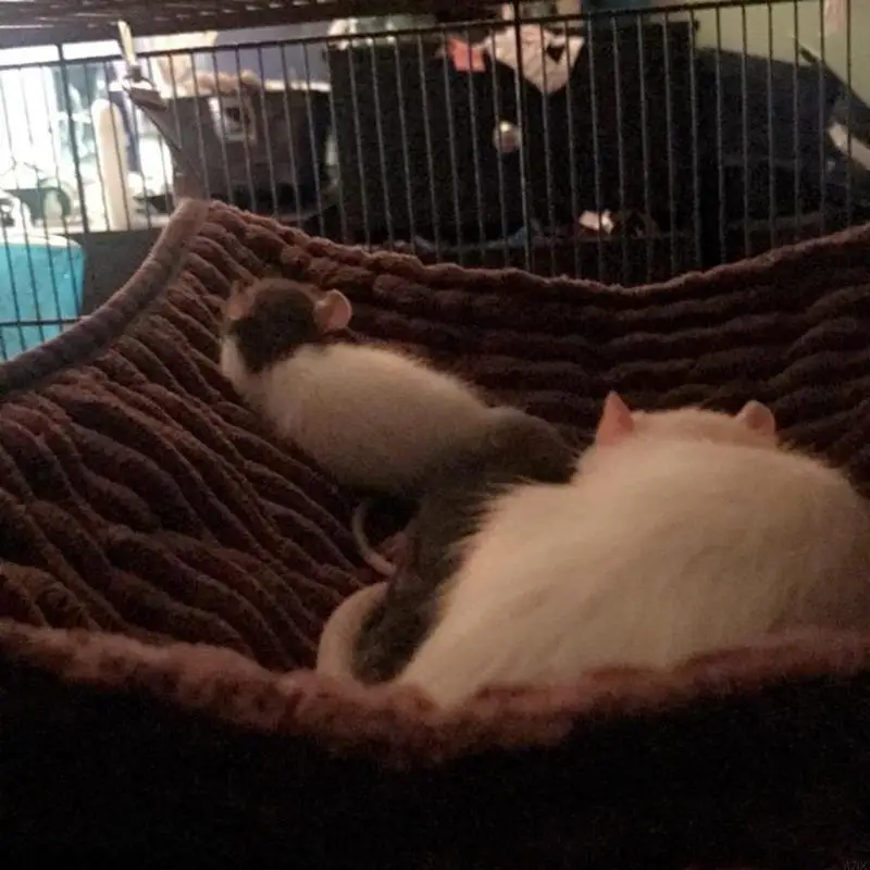 لطيف الهامستر خنزير غينيا معلقة أرجوحة دافئ سرير ناعم حصيرة صغيرة قفص قفص مخبأ نفق نفق لخنجر الفئران الفئران #2