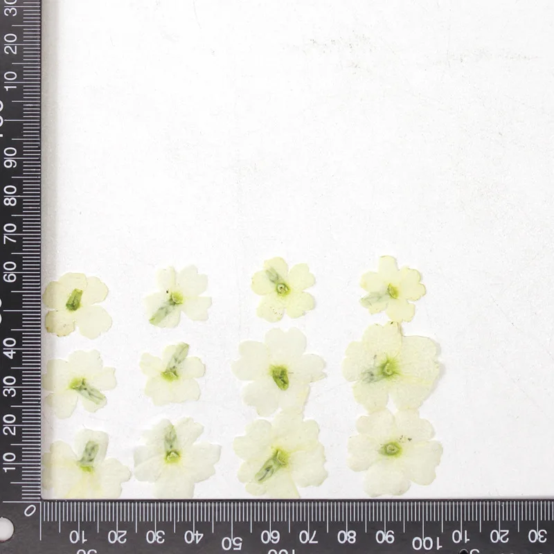 12 Stück, echte getrocknete Blumen, Prägematerialien, DIY-Zubehör für Epoxidharz, für Handyhüllen, Nagelkunst, Gesichtsaufkleber, handgefertigte Dekoration – Detail 11