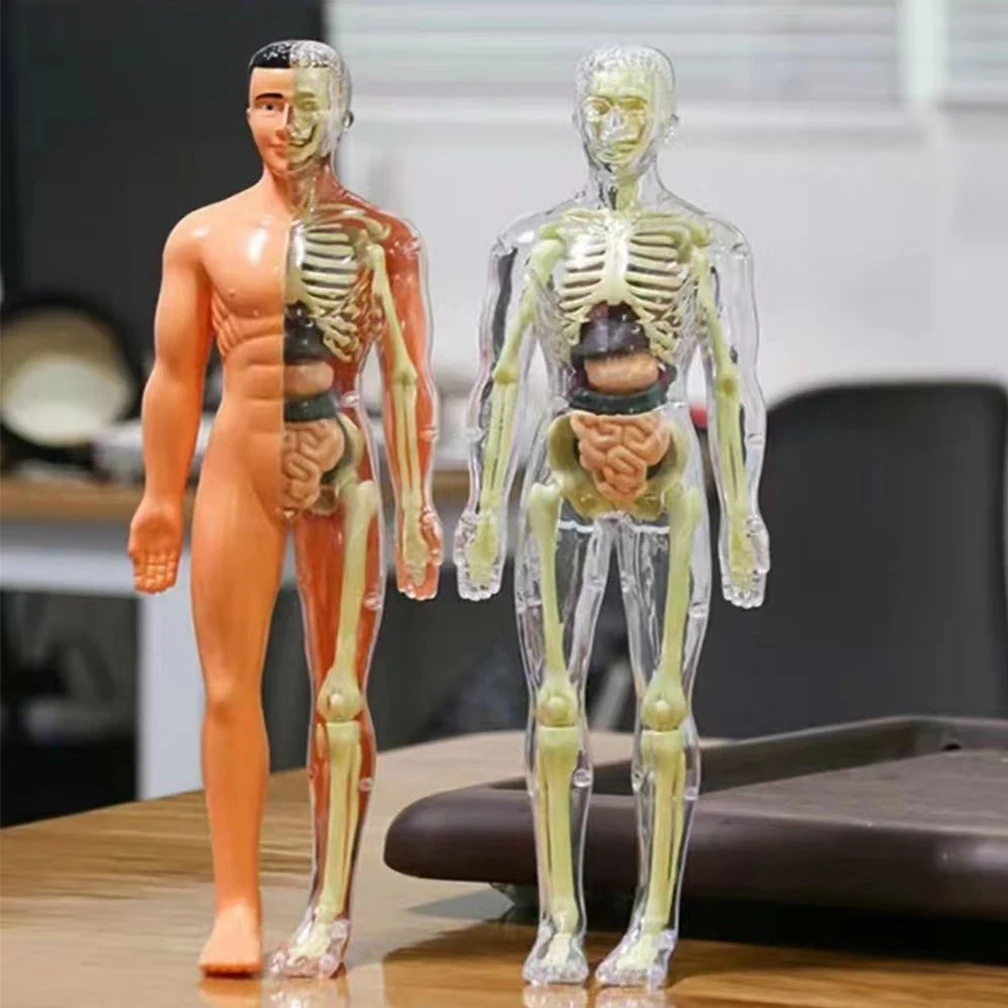 2Color Removable Human Body Model Organ Assembly For Child Study Educational Training Set 3d Anatomy Skeleton Anatomical Models