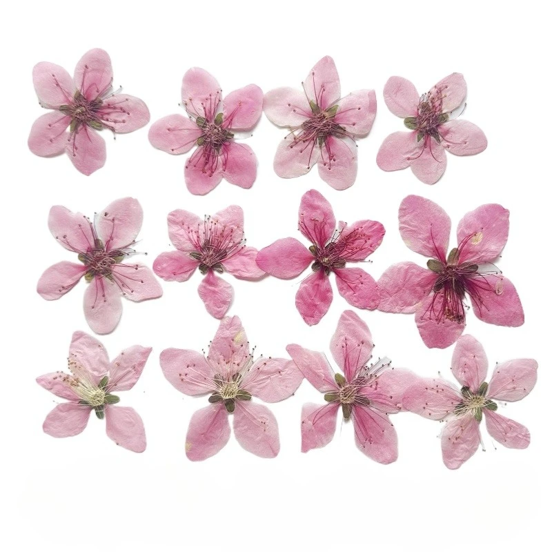 12pcs,Nature Peach Blossom Pressed Dried Flower DIY  Fans/Photo Frame/Phone Case/Epoxy Jewelry/Petal Makeup,Craft Flora Supplies