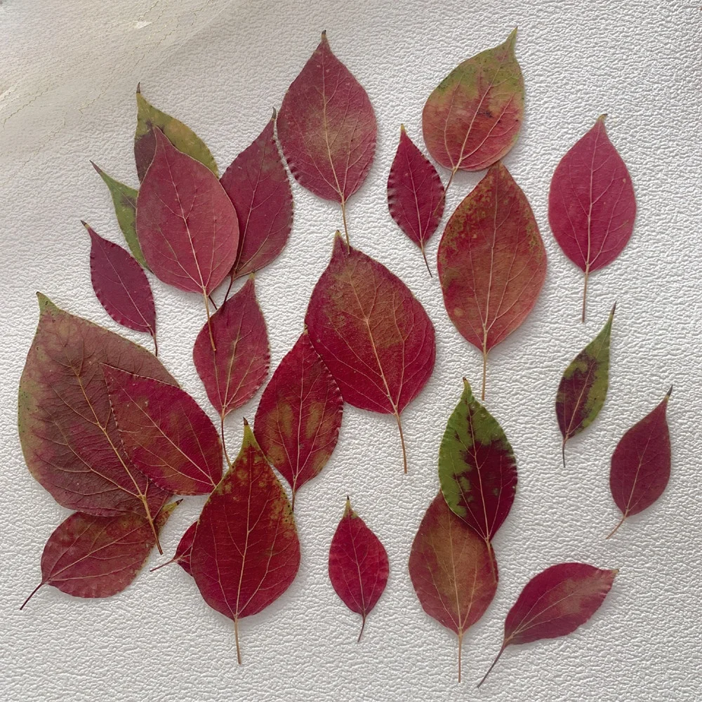 

Набор для творчества Le Herbarium DIY: материалы для детской фотографии, декора и украшения дома