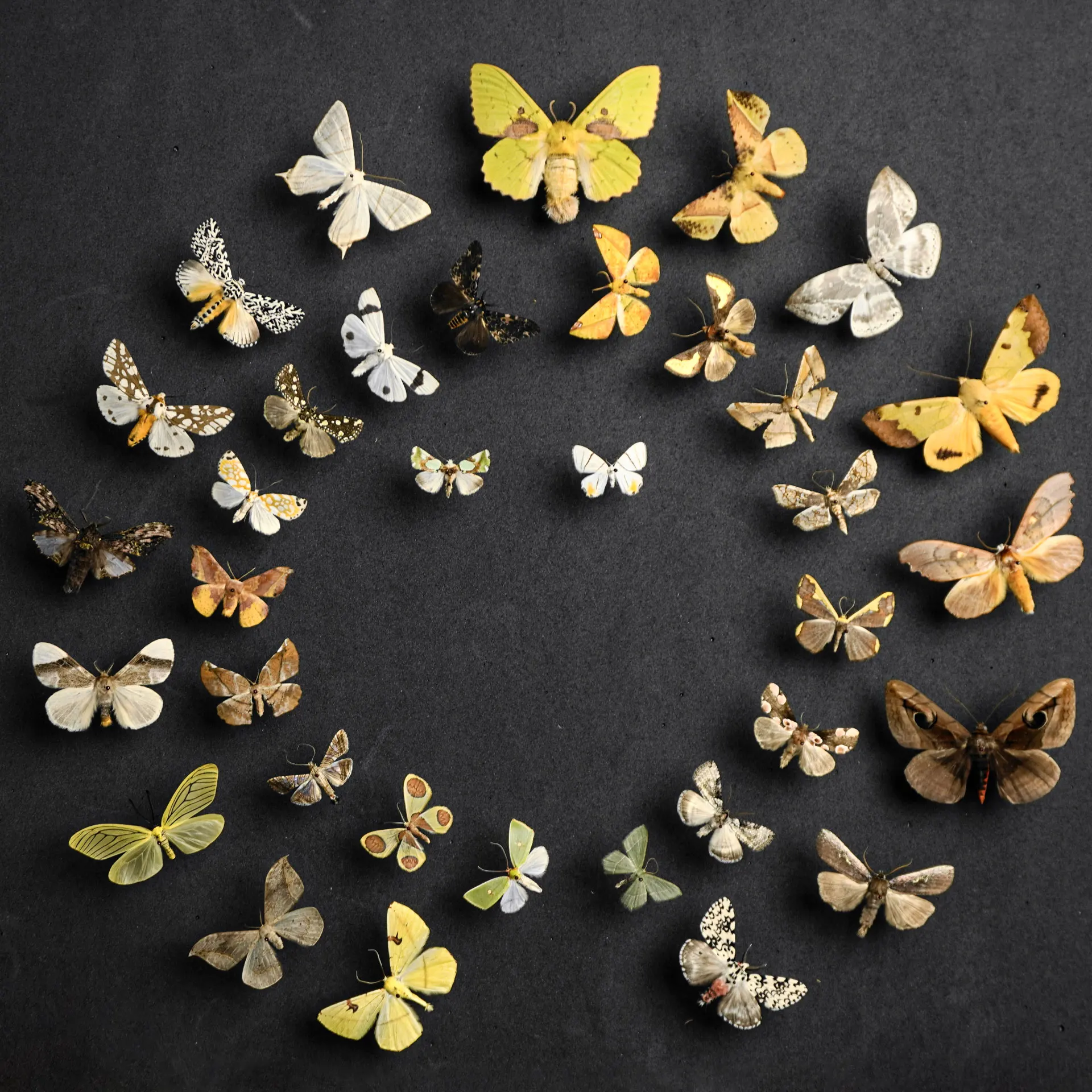 

Natural Rare Moth Specimens Multi-color Mixed Exquisite For Collection Display Gift Handmade Framed Real Insect Specimen