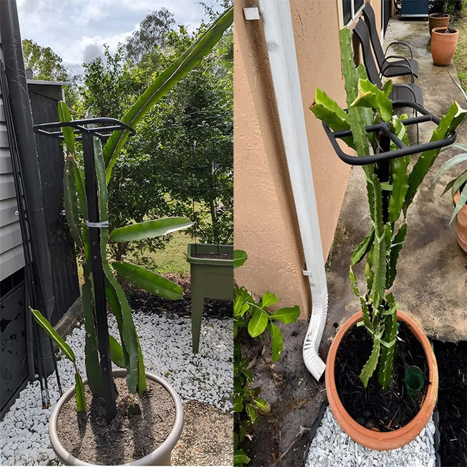 Adjustable Dragon Fruit Trellis Sturdy Metal Garden Trellis for Climbing Plants for Potted Flowers Indoor Outdoor